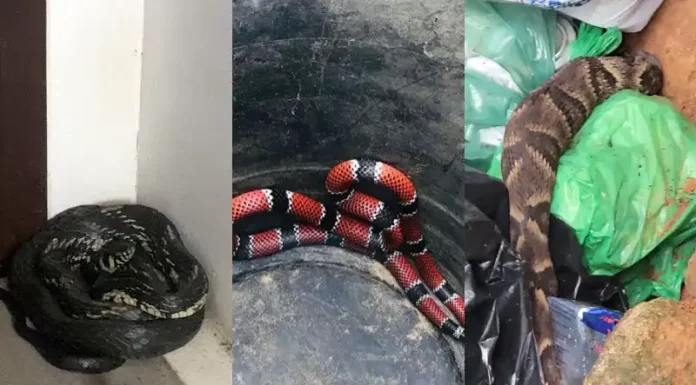 Cobras encontradas em casas na Grande Florianópolis