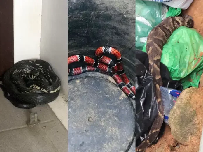 Cobras encontradas em casas na Grande Florianópolis