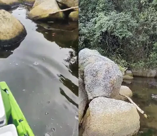 Vídeo: denúncia de despejo irregular na Lagoa da Conceição