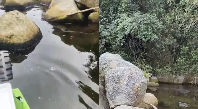 Vídeo: denúncia de despejo irregular na Lagoa da Conceição