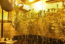 Casa usada como estufa de maconha é descoberta em Palhoça