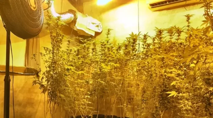 Casa usada como estufa de maconha é descoberta em Palhoça