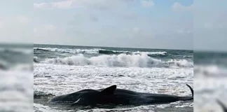 Cachalote fêmea encalhada no Morro das Pedras