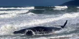 Baleia cachalote morreu encalhada em Florianópolis