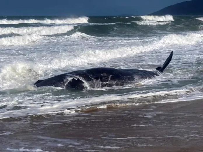 Baleia cachalote morreu encalhada em Florianópolis