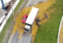 BR-101 fica engarrafada após carga de laranjas despencar na via