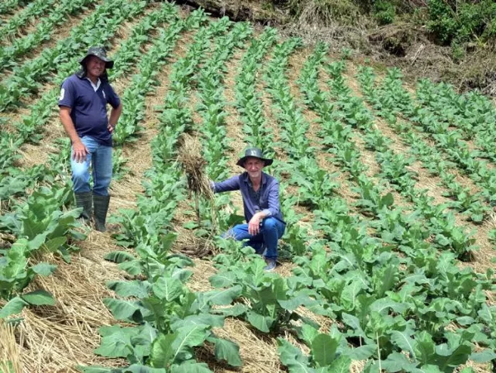 Sistema de proteção do solo evita perdas com calor e chuva na Grande Florianópolis