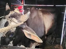 Operação resulta em prisão por envolvimento em Farra do Boi e embriaguez ao volante