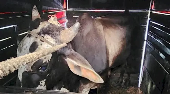 Operação resulta em prisão por envolvimento em Farra do Boi e embriaguez ao volante