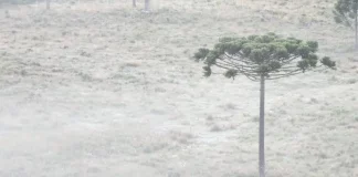 Serra catarinense tem as primeiras grandes geadas do ano