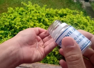 Catarinenses recorrem a repelente caseiro devido ao aumento de casos de dengue
