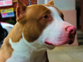 SC adota novas regras para cuidados com cães da raça pitbull