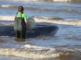 Baleia encalhada no litoral catarinense movimenta instituições e entidades para salvá-la