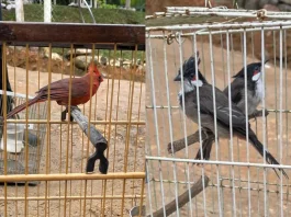 Traficantes de animais de Santa Catarina são presos pela PF Operação Cygnus: PF desmantela rede de tráfico de animais silvestres