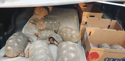 Operação Axolote desmantela rede de comércio ilegal de animais em três estados