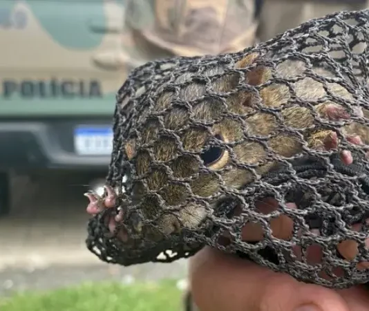 Polícia Ambiental resgata esquilo no centro de Joaçaba
