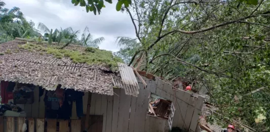 Árvore de grande porte cai em casa no bairro Sacos Limões