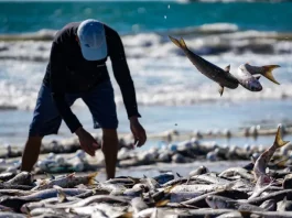 Santa Catarina luta contra cota de tainha e defende pescadores artesanais