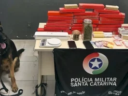 Operação Policial apreende 25 kg de maconha e prende suspeito em Florianópolis