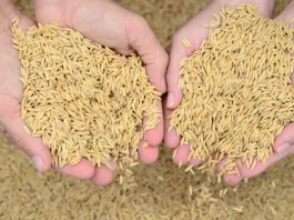 Safra de arroz deve registrar produtividade histórica em Santa Catarina