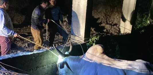 Abril Laranja: Santa Catarina intensifica a luta contra a crueldade animal