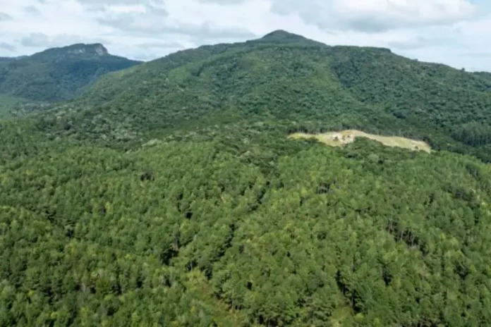 Paisagem-floresta-Eduardo-Valente-600x400