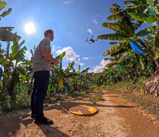 Drones reforçam combate a pragas e impulsionam bananicultura catarinense