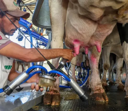 Santa Catarina prorroga medida para proteger a indústria leiteira e fortalecer produtores locais