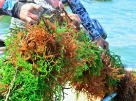 Governo de SC propõe isenção de ICMS para alga com potencial estratégico na bioeconomia marinha