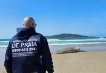 Homem veste bermuda azul e jaqueta azul com a frase "Monitoramento de Praia" nas costas. Ele caminha pela areia da Praia do Campeche em direção ao corpo de um filhote de baleia-franca, deitado morto próximo à faixa d’água. O mar aparece ao fundo, com ondas suaves.