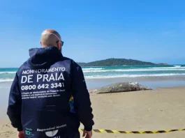 Homem veste bermuda azul e jaqueta azul com a frase "Monitoramento de Praia" nas costas. Ele caminha pela areia da Praia do Campeche em direção ao corpo de um filhote de baleia-franca, deitado morto próximo à faixa d’água. O mar aparece ao fundo, com ondas suaves.