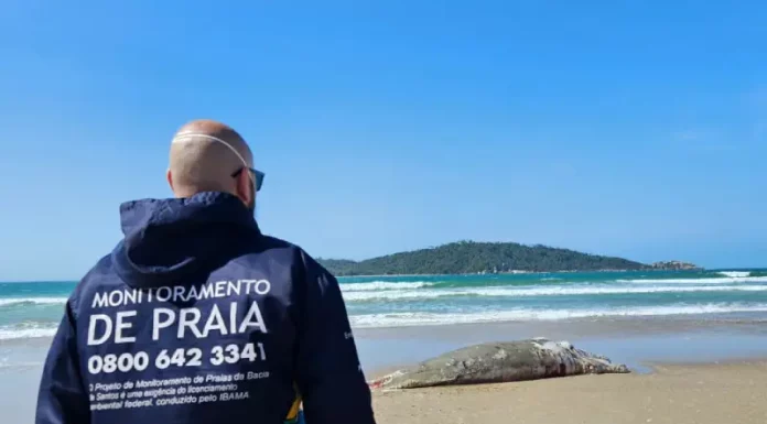 Homem veste bermuda azul e jaqueta azul com a frase "Monitoramento de Praia" nas costas. Ele caminha pela areia da Praia do Campeche em direção ao corpo de um filhote de baleia-franca, deitado morto próximo à faixa d’água. O mar aparece ao fundo, com ondas suaves.
