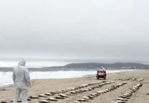 Na areia da praia de Jurerê, um homem veste uma capa branca com capuz e observa de perto vários pinguins mortos próximos à beira do mar. Ao fundo, outra pessoa, também com capa branca, se aproxima pilotando um quadriciclo sobre a areia.