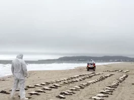 Na areia da praia de Jurerê, um homem veste uma capa branca com capuz e observa de perto vários pinguins mortos próximos à beira do mar. Ao fundo, outra pessoa, também com capa branca, se aproxima pilotando um quadriciclo sobre a areia.