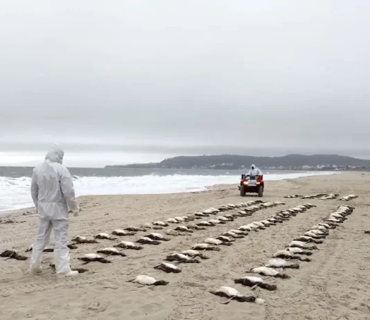 Na areia da praia de Jurerê, um homem veste uma capa branca com capuz e observa de perto vários pinguins mortos próximos à beira do mar. Ao fundo, outra pessoa, também com capa branca, se aproxima pilotando um quadriciclo sobre a areia.