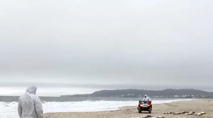 Na areia da praia de Jurerê, um homem veste uma capa branca com capuz e observa de perto vários pinguins mortos próximos à beira do mar. Ao fundo, outra pessoa, também com capa branca, se aproxima pilotando um quadriciclo sobre a areia.