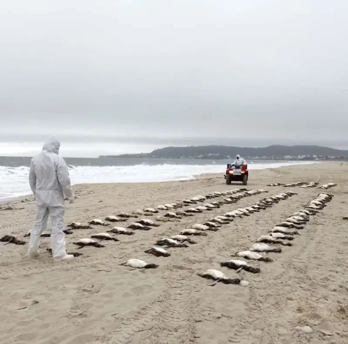 Na areia da praia de Jurerê, um homem veste uma capa branca com capuz e observa de perto vários pinguins mortos próximos à beira do mar. Ao fundo, outra pessoa, também com capa branca, se aproxima pilotando um quadriciclo sobre a areia.