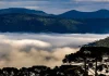 Paisagem aérea com araucárias e morros encobertos por nuvens ao fundo, representando as áreas protegidas pela atuação da PGE/SC na defesa do Código Ambiental.