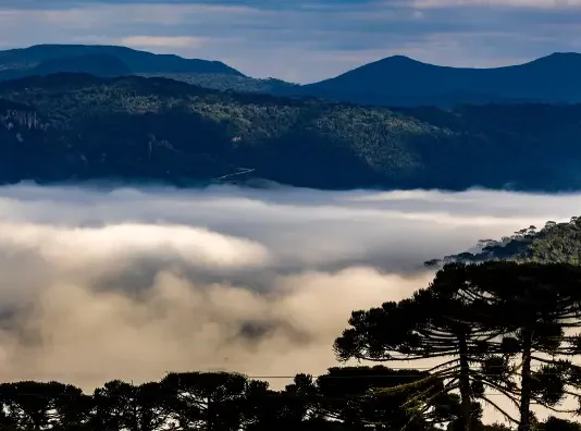 Paisagem aérea com araucárias e morros encobertos por nuvens ao fundo, representando as áreas protegidas pela atuação da PGE/SC na defesa do Código Ambiental.