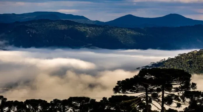 Paisagem aérea com araucárias e morros encobertos por nuvens ao fundo, representando as áreas protegidas pela atuação da PGE/SC na defesa do Código Ambiental.