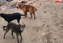 "Na imagem, três cachorros estão cobertos de lama, com aparência abatida e sinais evidentes de maus-tratos. Eles estão em um terreno com chão de terra batida, onde há lixo espalhado por todos os lados. Os animais parecem assustados e frágeis, refletindo um ambiente de abandono e negligência."