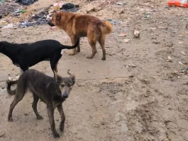 "Na imagem, três cachorros estão cobertos de lama, com aparência abatida e sinais evidentes de maus-tratos. Eles estão em um terreno com chão de terra batida, onde há lixo espalhado por todos os lados. Os animais parecem assustados e frágeis, refletindo um ambiente de abandono e negligência."