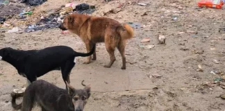 "Na imagem, três cachorros estão cobertos de lama, com aparência abatida e sinais evidentes de maus-tratos. Eles estão em um terreno com chão de terra batida, onde há lixo espalhado por todos os lados. Os animais parecem assustados e frágeis, refletindo um ambiente de abandono e negligência."