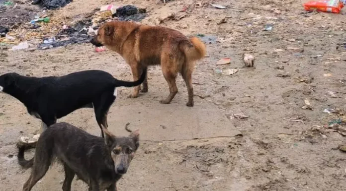 "Na imagem, três cachorros estão cobertos de lama, com aparência abatida e sinais evidentes de maus-tratos. Eles estão em um terreno com chão de terra batida, onde há lixo espalhado por todos os lados. Os animais parecem assustados e frágeis, refletindo um ambiente de abandono e negligência."