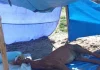 Cavalo debilitado deitado no chão, sob uma barraca improvisada com lona azul, em evidente estado de abandono.