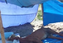 Cavalo debilitado deitado no chão, sob uma barraca improvisada com lona azul, em evidente estado de abandono.