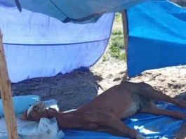 Cavalo debilitado deitado no chão, sob uma barraca improvisada com lona azul, em evidente estado de abandono.