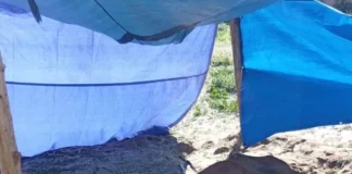 Cavalo debilitado deitado no chão, sob uma barraca improvisada com lona azul, em evidente estado de abandono.