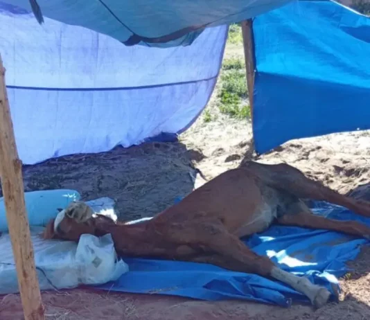 Cavalo debilitado deitado no chão, sob uma barraca improvisada com lona azul, em evidente estado de abandono.