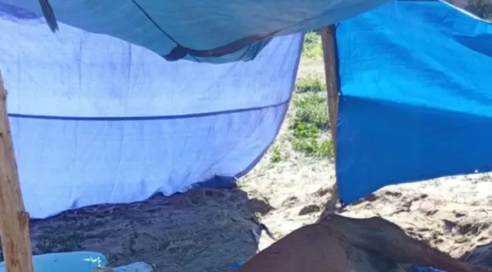 Cavalo debilitado deitado no chão, sob uma barraca improvisada com lona azul, em evidente estado de abandono.